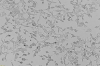 LNCaP cell line