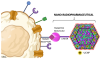 Nano-radiopharmaceutical scheme based on the example of UCNPs